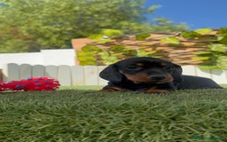 Teckel Miniatura perros en venta: TECKEL MINIATURA  - Imagen 29