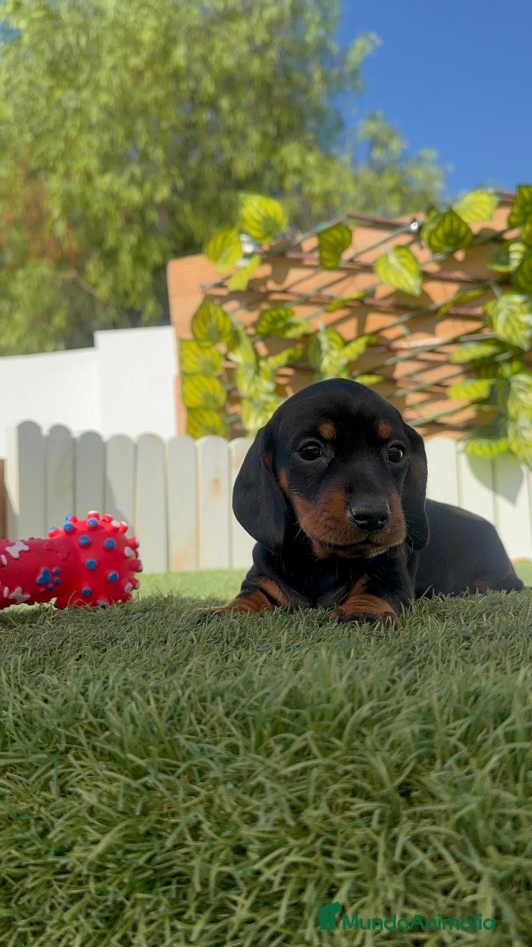 Teckel Miniatura perros en venta: TECKEL MINIATURA  - Imagen 29