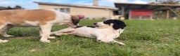 Saluki perros en venta: Camada de Salukis  - Anuncio 31