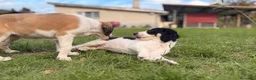 Saluki perros en venta: Camada de Salukis  - Anuncio 30