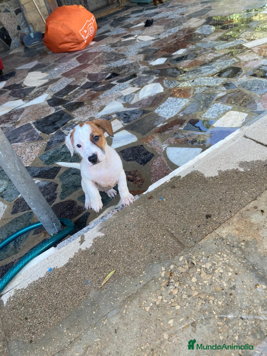 Jack Russell Terrier perros en venta: Cachorros Jack russell  - Anuncio 3