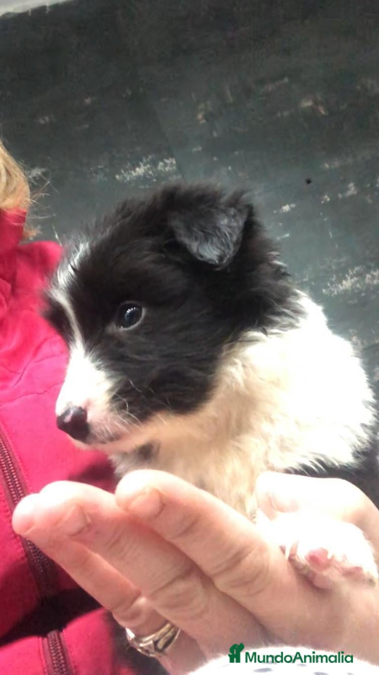 Border Collie perros Border Collie - Anuncio 1