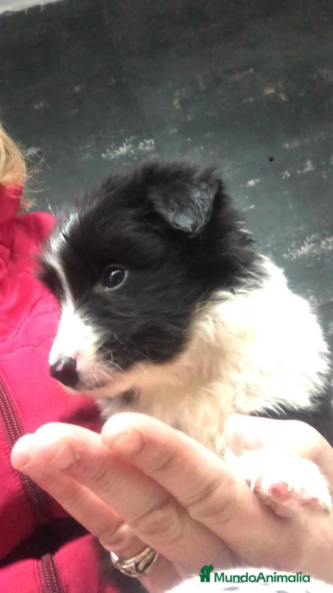 Border Collie perros en venta: Border Collie - Anuncio 1