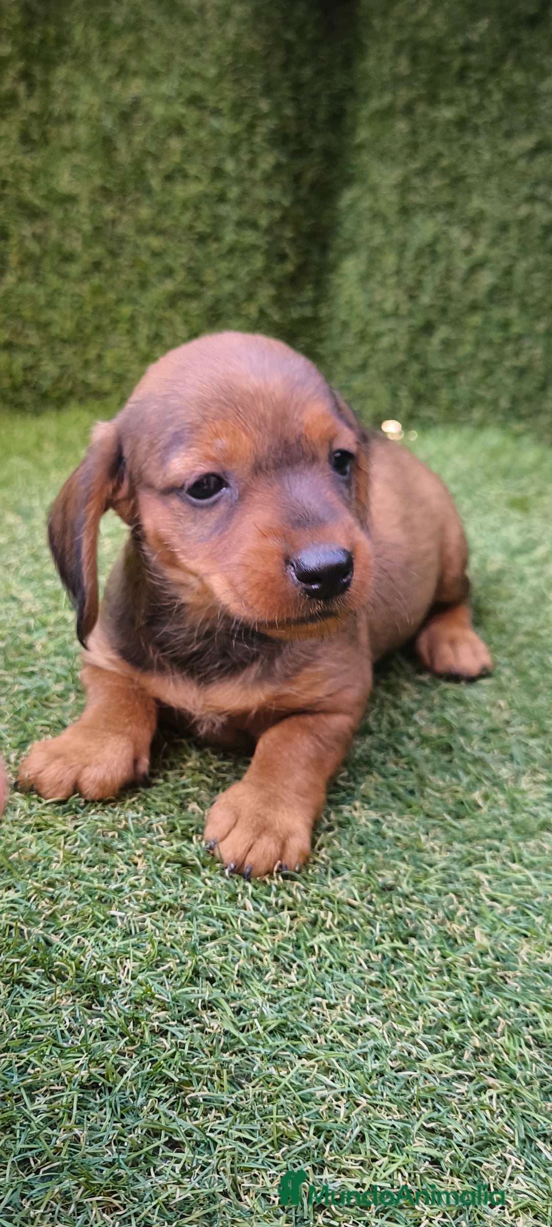 Teckel Miniatura perros en venta: camada teckel mini  - Imagen 17