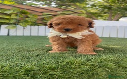 Caniche Toy perros en venta: CANICHE TOY  - Imagen 9