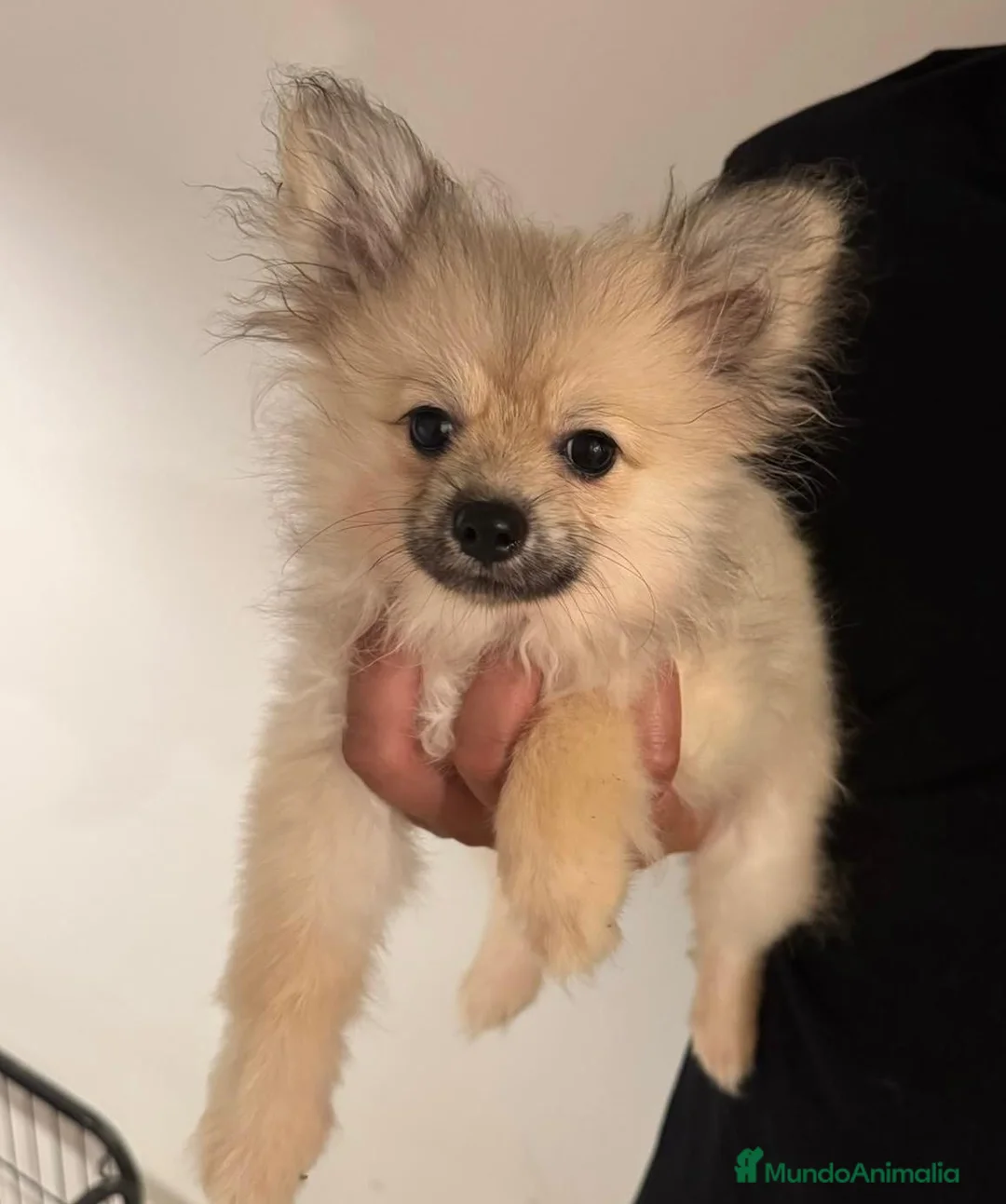 Pomerania perros en venta: Hembra pomerania🩷🐾 - Anuncio 1