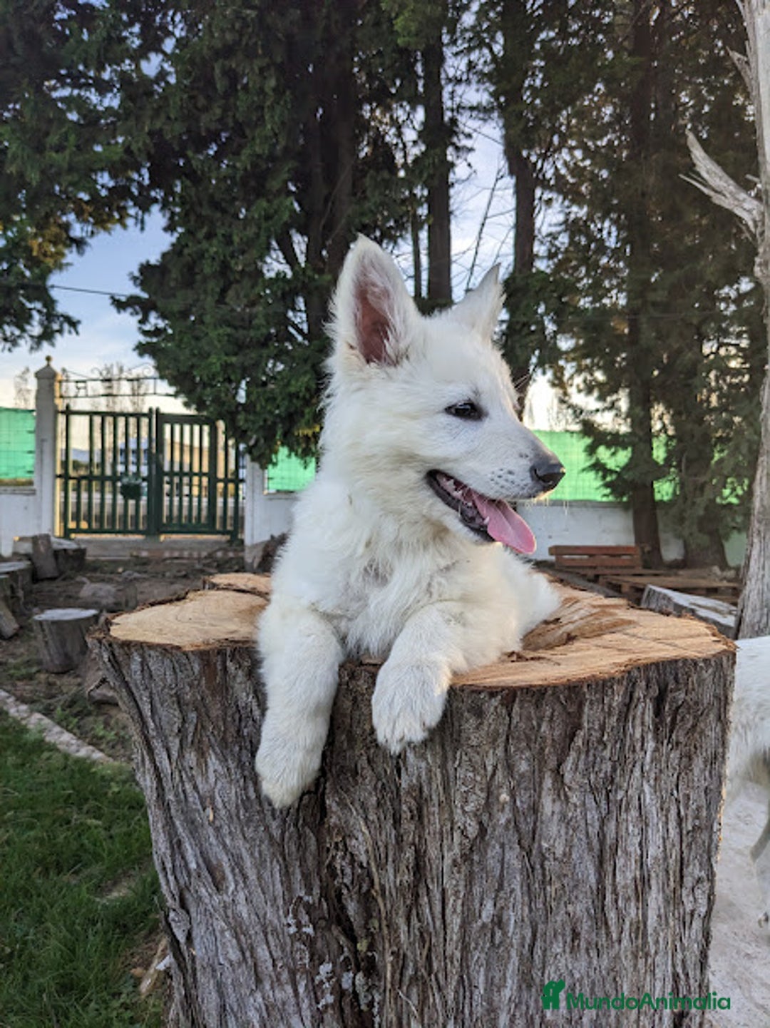 Pastor Blanco Suizo perros en venta: Cachorros de Pastor Blanco Suizo / 2 meses de edad - Imagen 4