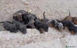 Teckel perros en venta: Teckel kanichen  - Imagen 4
