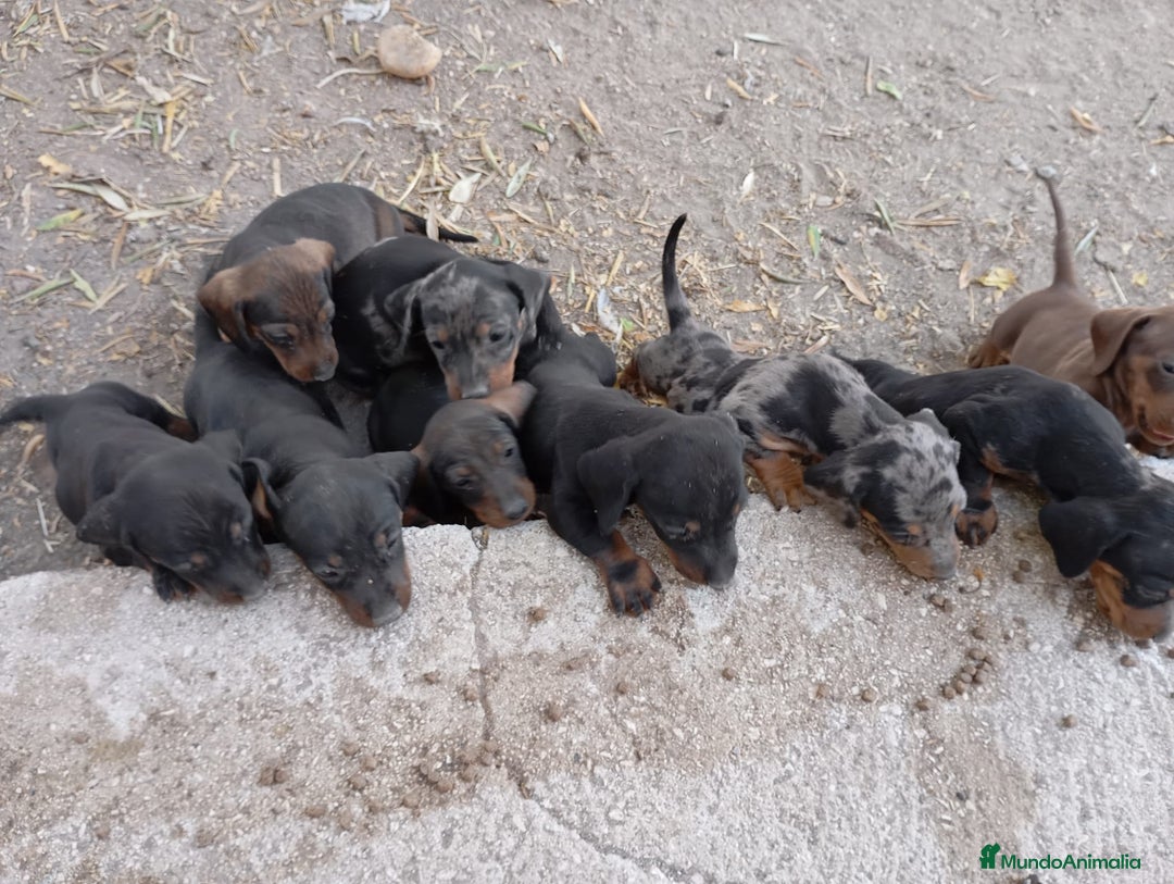 Teckel perros en venta: Teckel kanichen  - Imagen 4