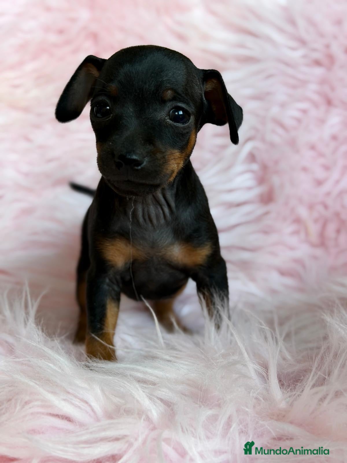 Pinscher Miniatura perros MINIPINSCHER DISPONIBLES - Anuncio 1