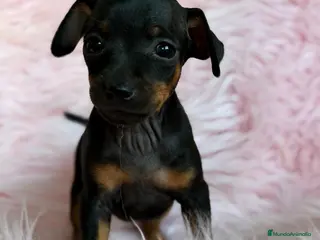 Pinscher Miniatura perros MINIPINSCHER DISPONIBLES - Anuncio 1