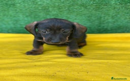 Teckel Miniatura perros en venta: Teckel  - Anuncio 3