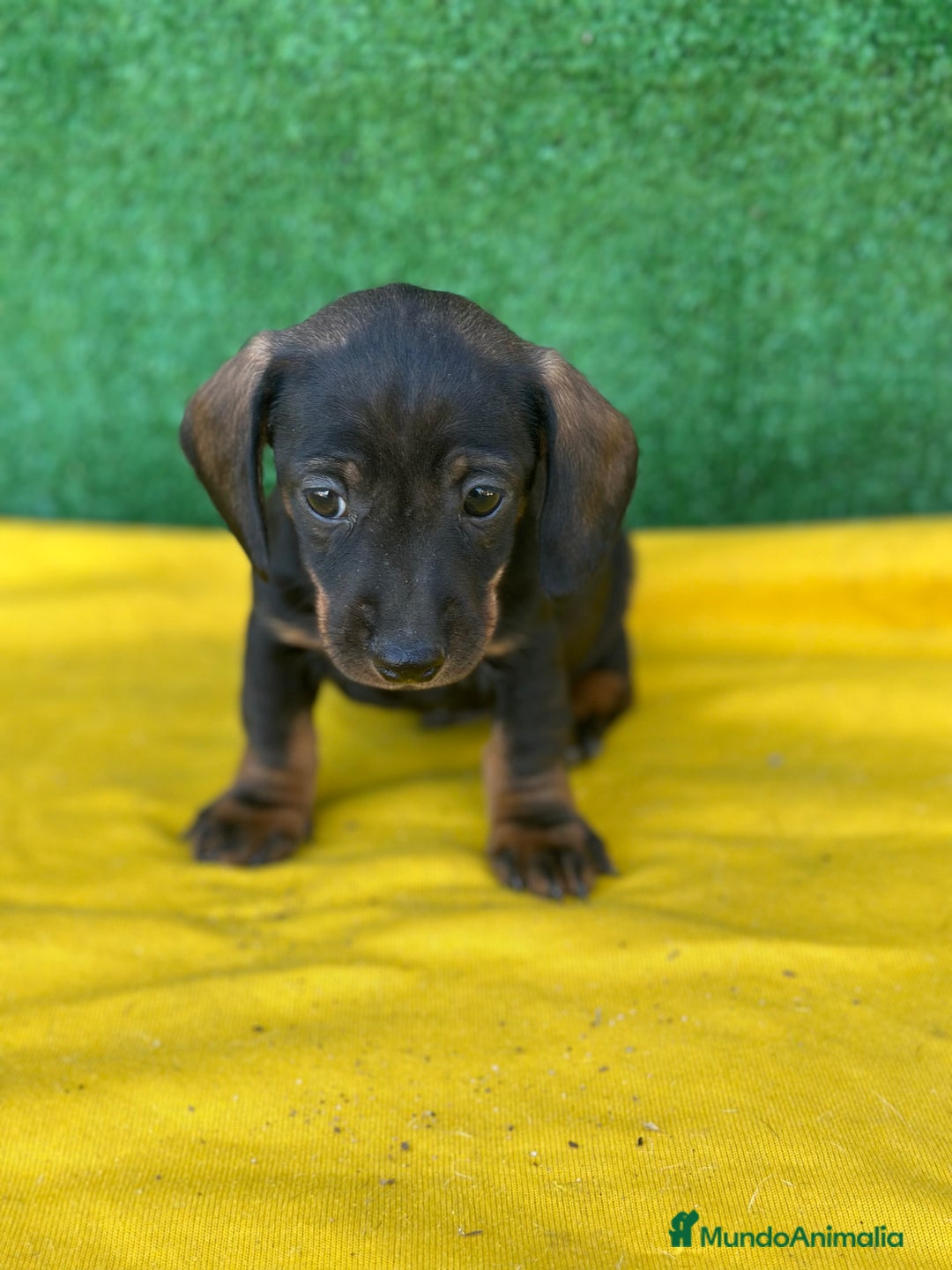 Teckel Miniatura perros en venta: Teckel  - Anuncio 3