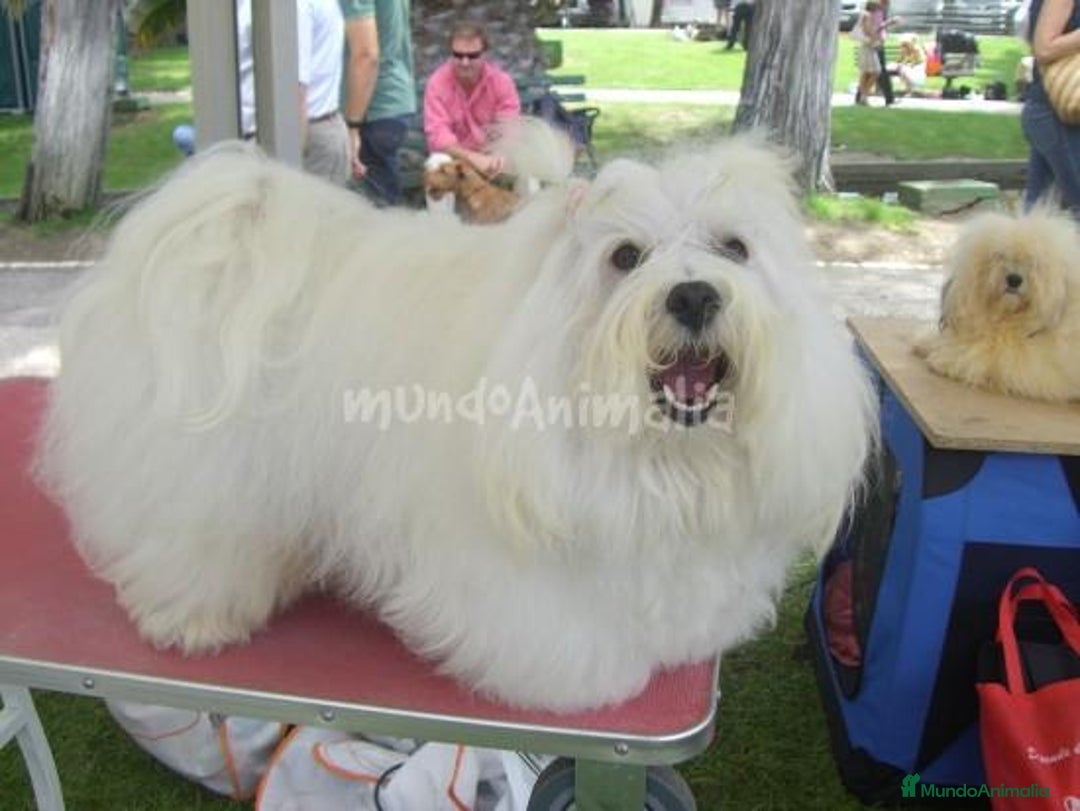 Imagen de galería {{count}}