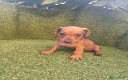 Teckel perros en venta: camada teckel canichen rojas  - Imagen 8