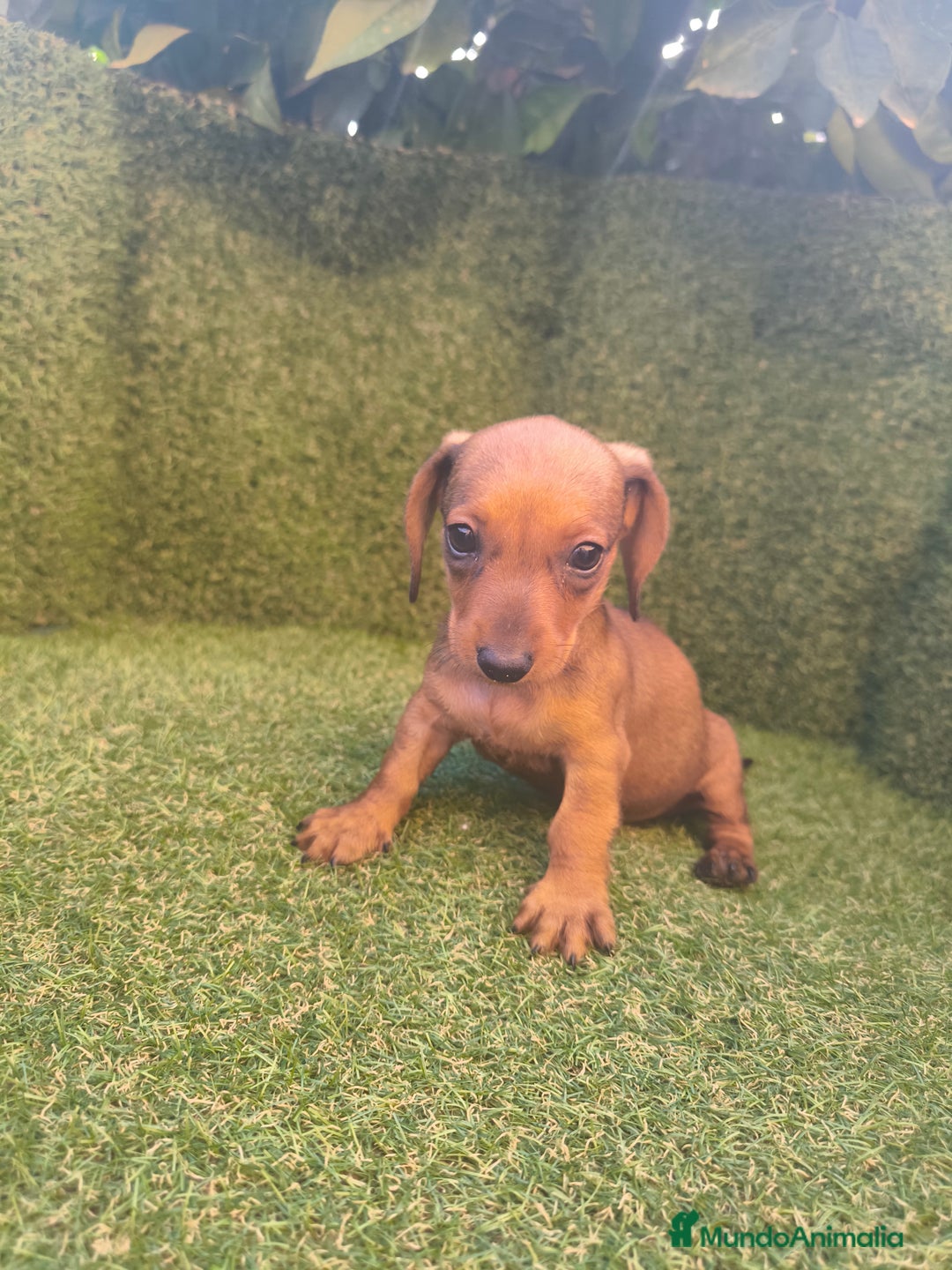 Teckel perros en venta: camada teckel canichen rojas  - Imagen 8