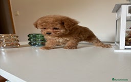 Maltipoo perros en venta: Maltipoo hembra (tacita de té) mini  - Imagen 4