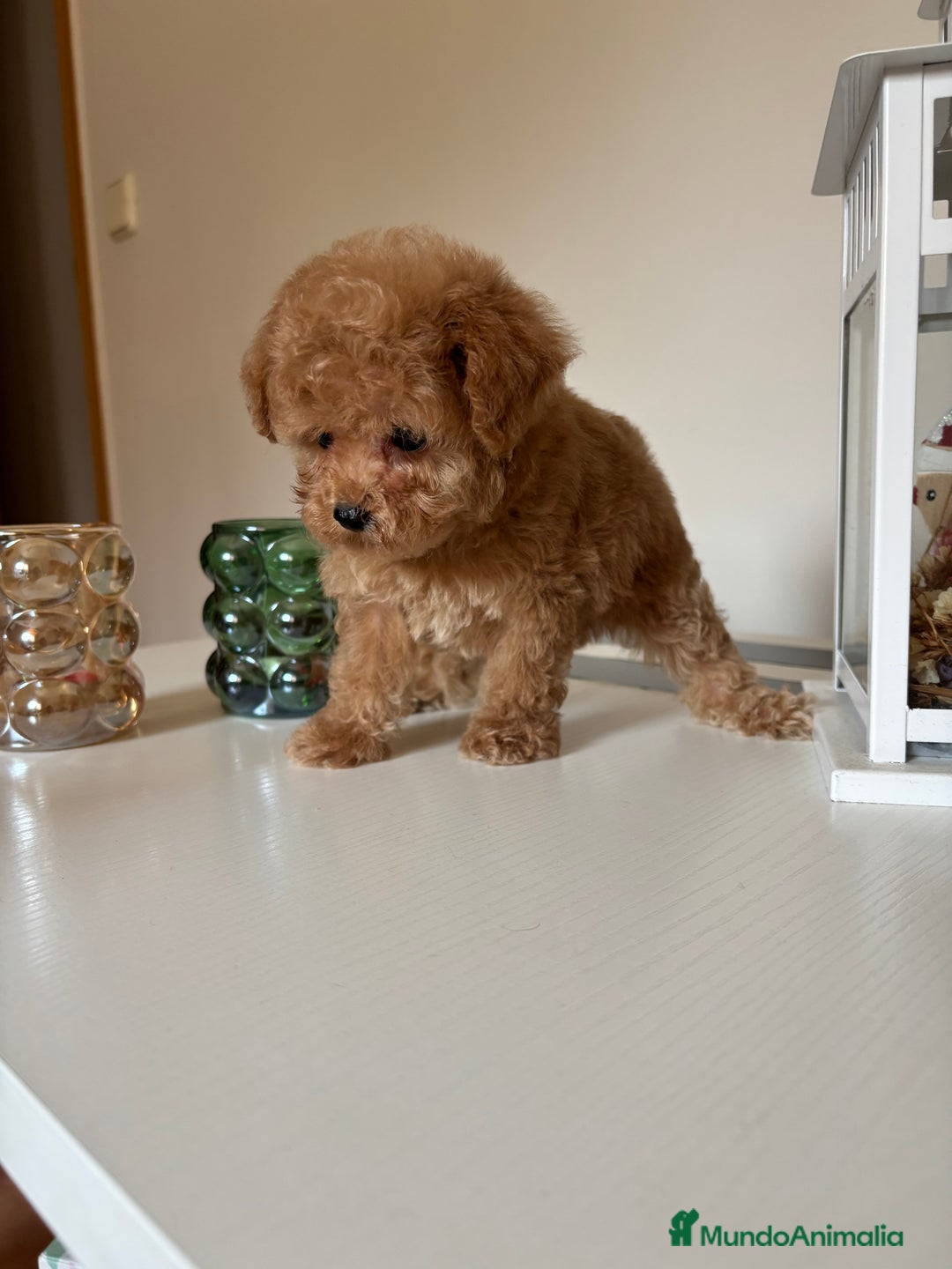 Maltipoo perros en venta: Maltipoo hembra (tacita de té) mini  - Imagen 4