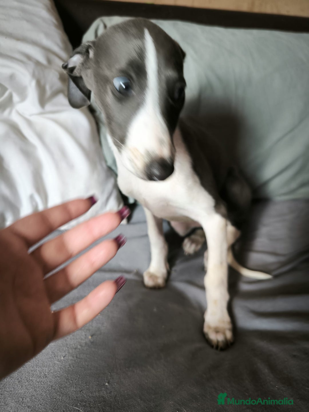 Whippet perros en venta: Whippet Macho - Imagen 3