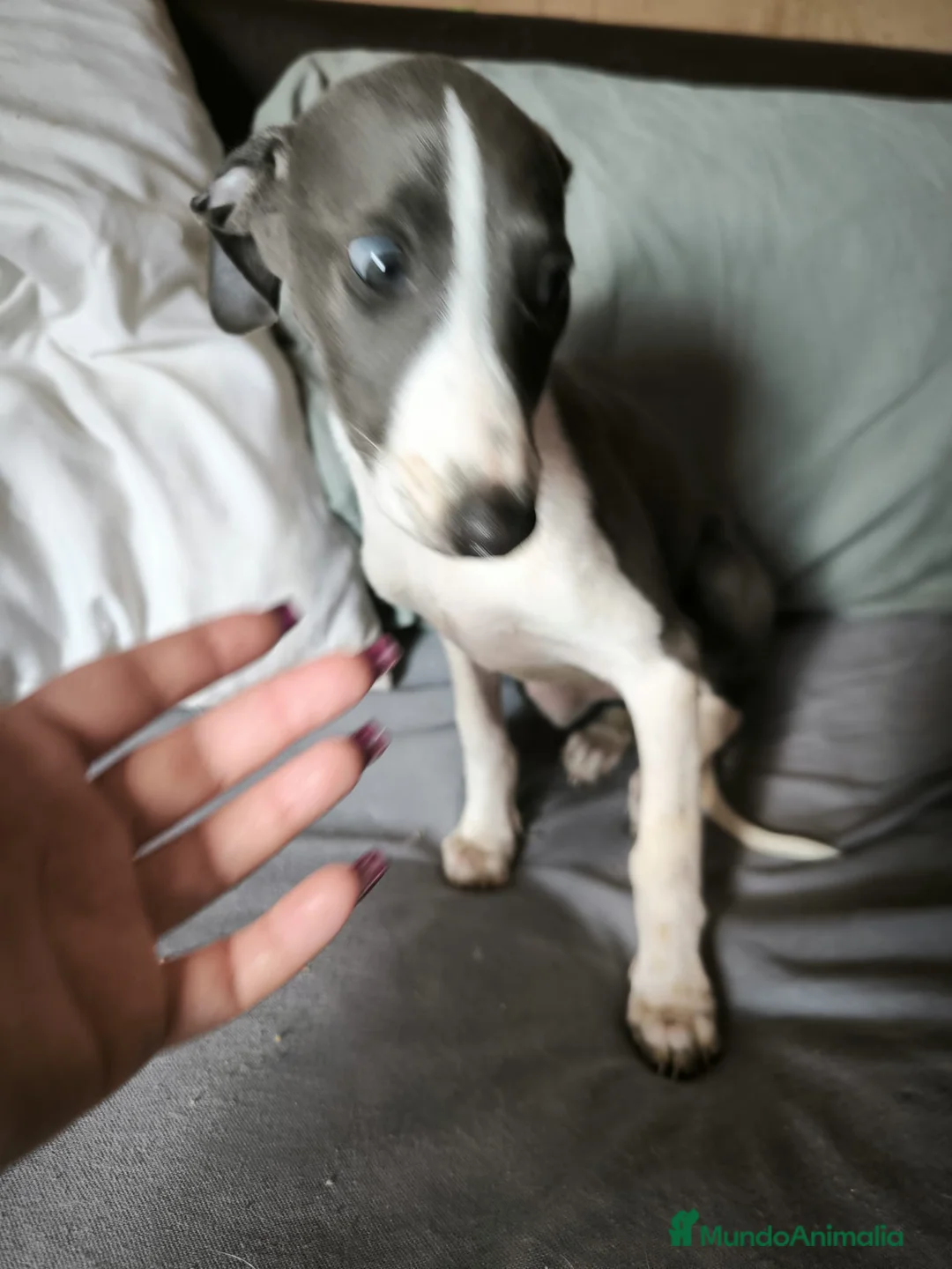 Whippet perros en venta: Whippet Macho - Anuncio 3