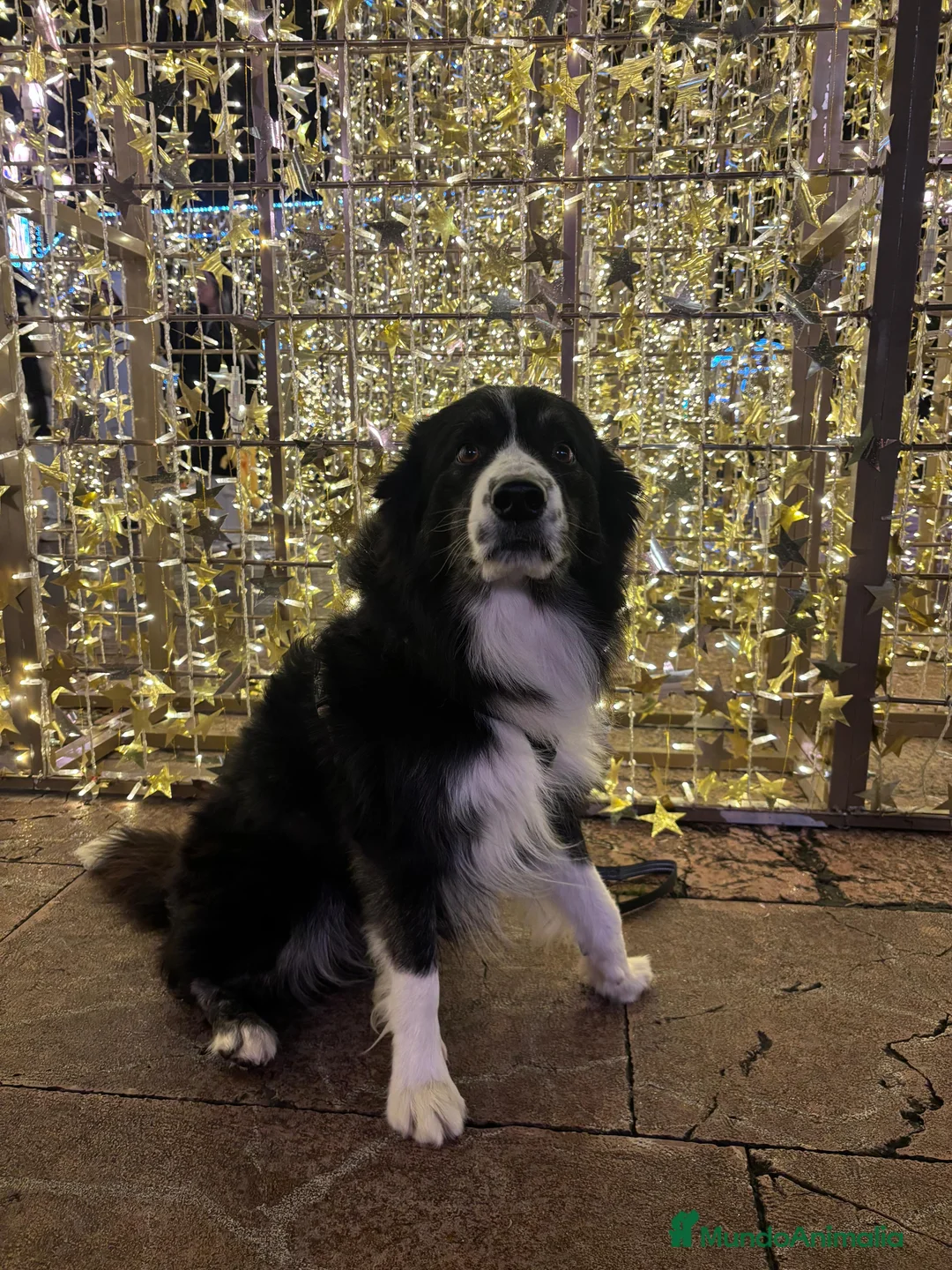 Border Collie perros para monta: Bodercolie Truli - Anuncio 4