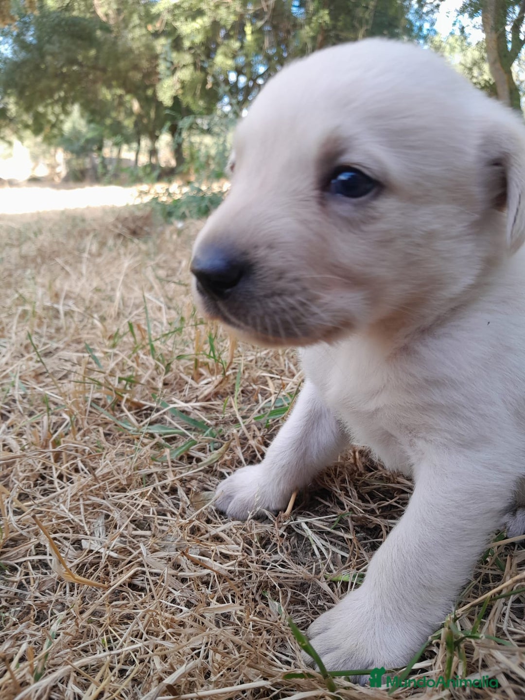 Labrador Retriever perros en venta: Precisosos Labrador Retriever - Imagen 1