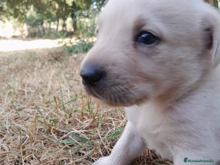 Labrador Retriever perros Precisosos Labrador Retriever - Anuncio 3