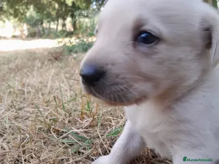 Labrador Retriever perros Precisosos Labrador Retriever - Anuncio 11