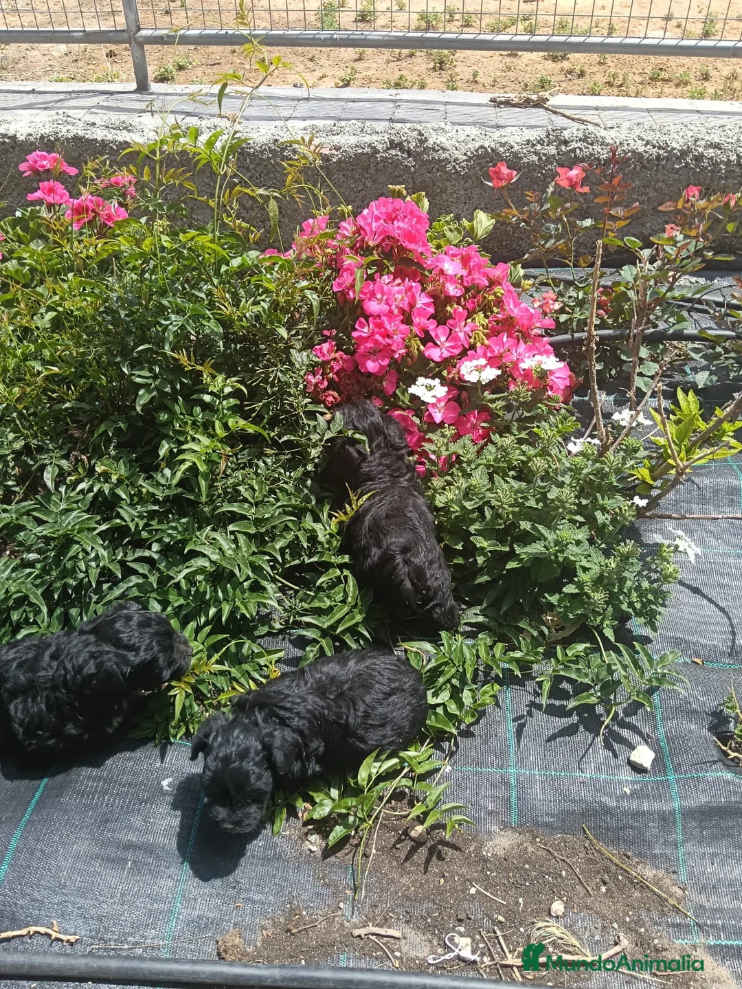 Maltipoo perros en venta: Machos y hembras de maltipoo nacionlu - Anuncio 2