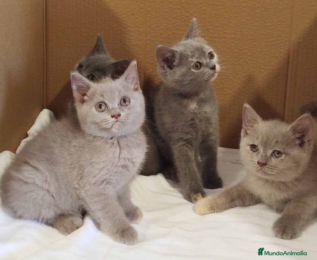 Británico de Pelo Corto Azul gatos en venta: British Shorthair  - Imagen 8