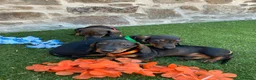 Teckel perros en venta: Preciosos Teckel pelo corto  - Anuncio 2