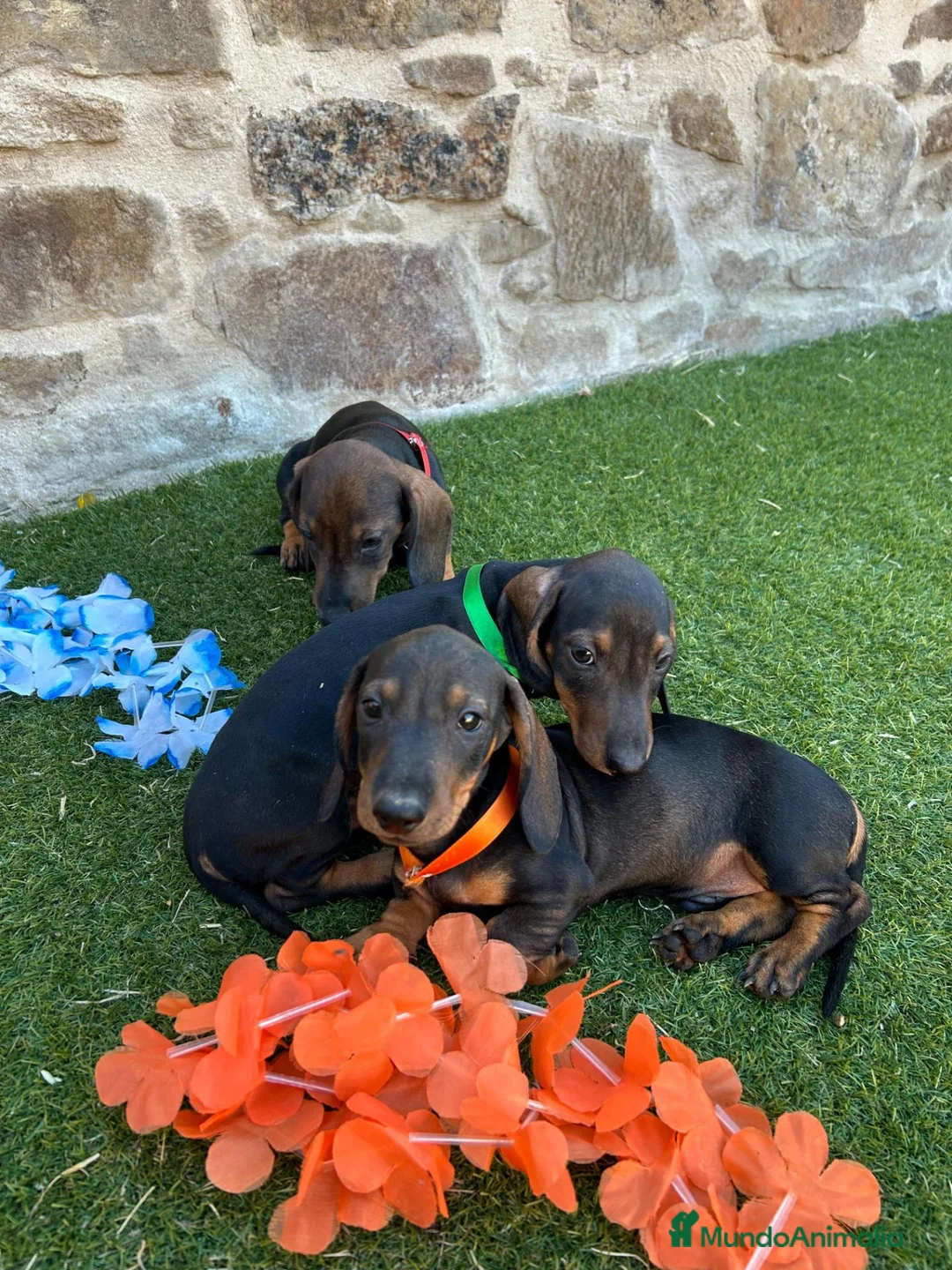 Teckel perros en venta: Preciosos Teckel pelo corto  - Anuncio 2