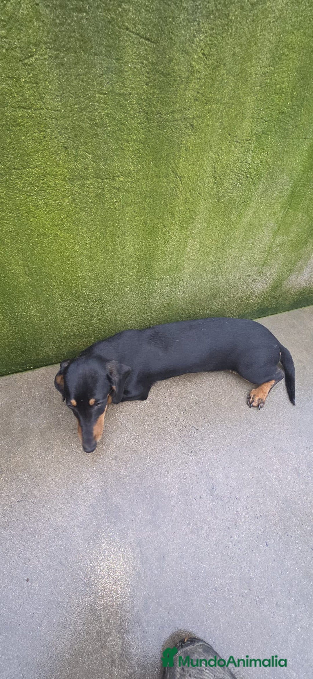 Teckel perros en venta: Teckel mini pelo corto en Cáceres - Anuncio 3