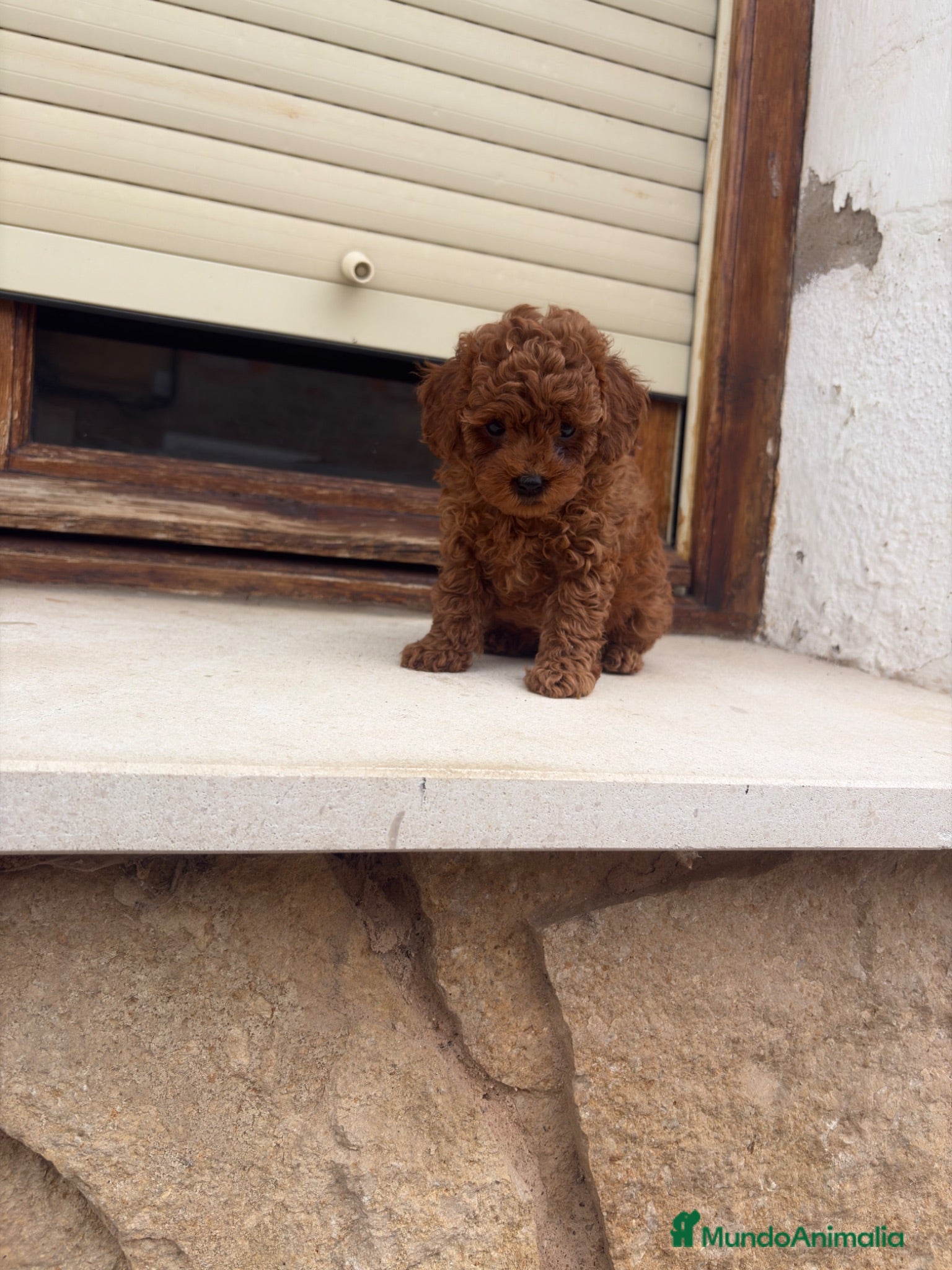 Caniche Toy perros Caniche toy - Anuncio 2