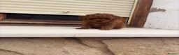 Caniche Toy perros en venta: Caniche toy - Anuncio 2