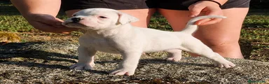 Boxer 2