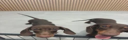 Teckel Miniatura perros en venta: Teckel Mini chocolate machos  - Anuncio 3
