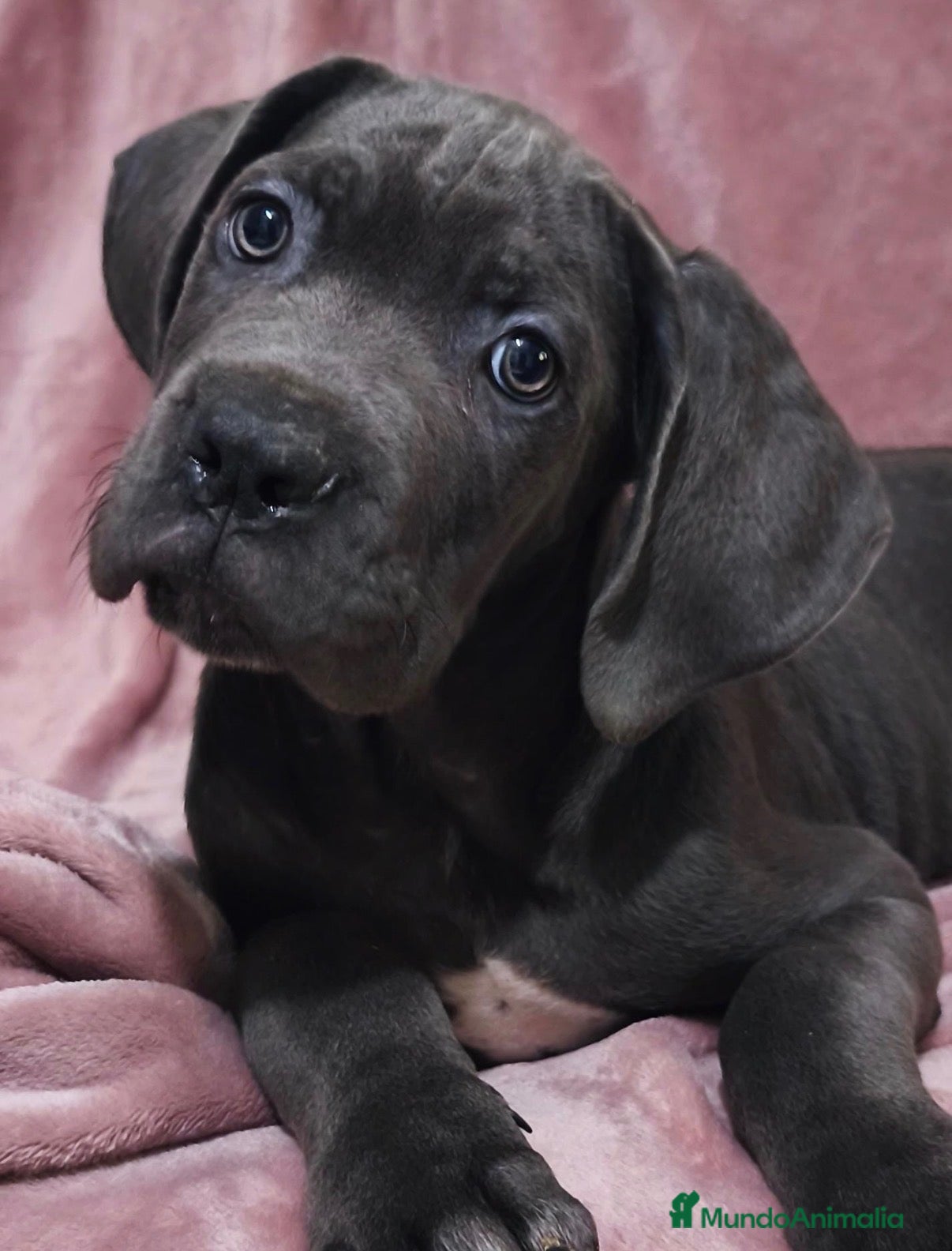 Cane Corso perros Cane corso linea belleza - Anuncio 1