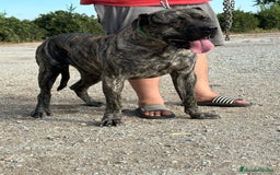 Dogo Canario perros en venta: Cachorros de presa canario - Imagen 3