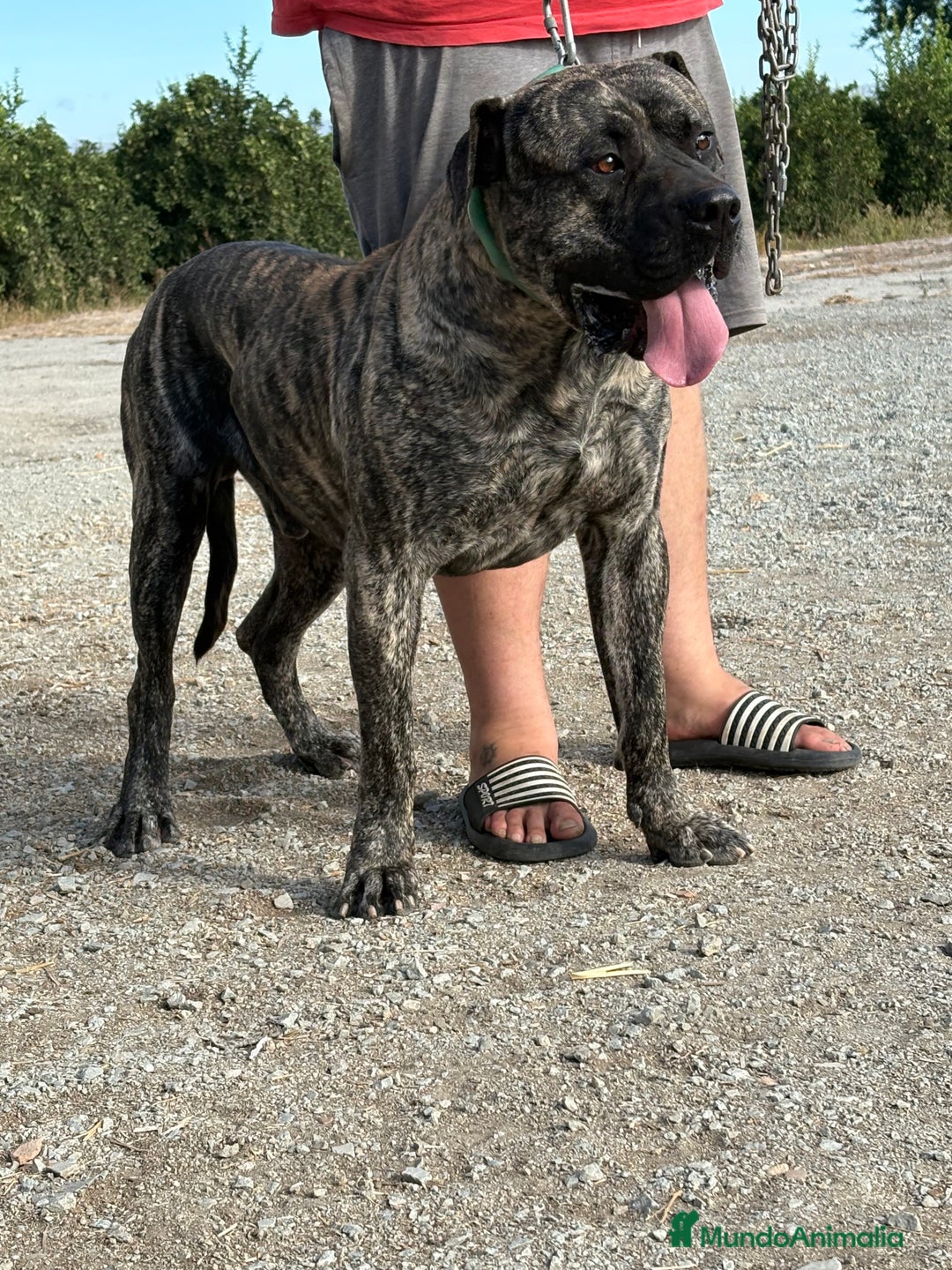 Dogo Canario perros en venta: Cachorros de presa canario - Imagen 3