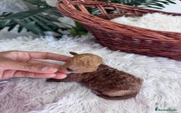 Caniche Toy perros en venta: CANICHE TOY MACHO - Imagen 7