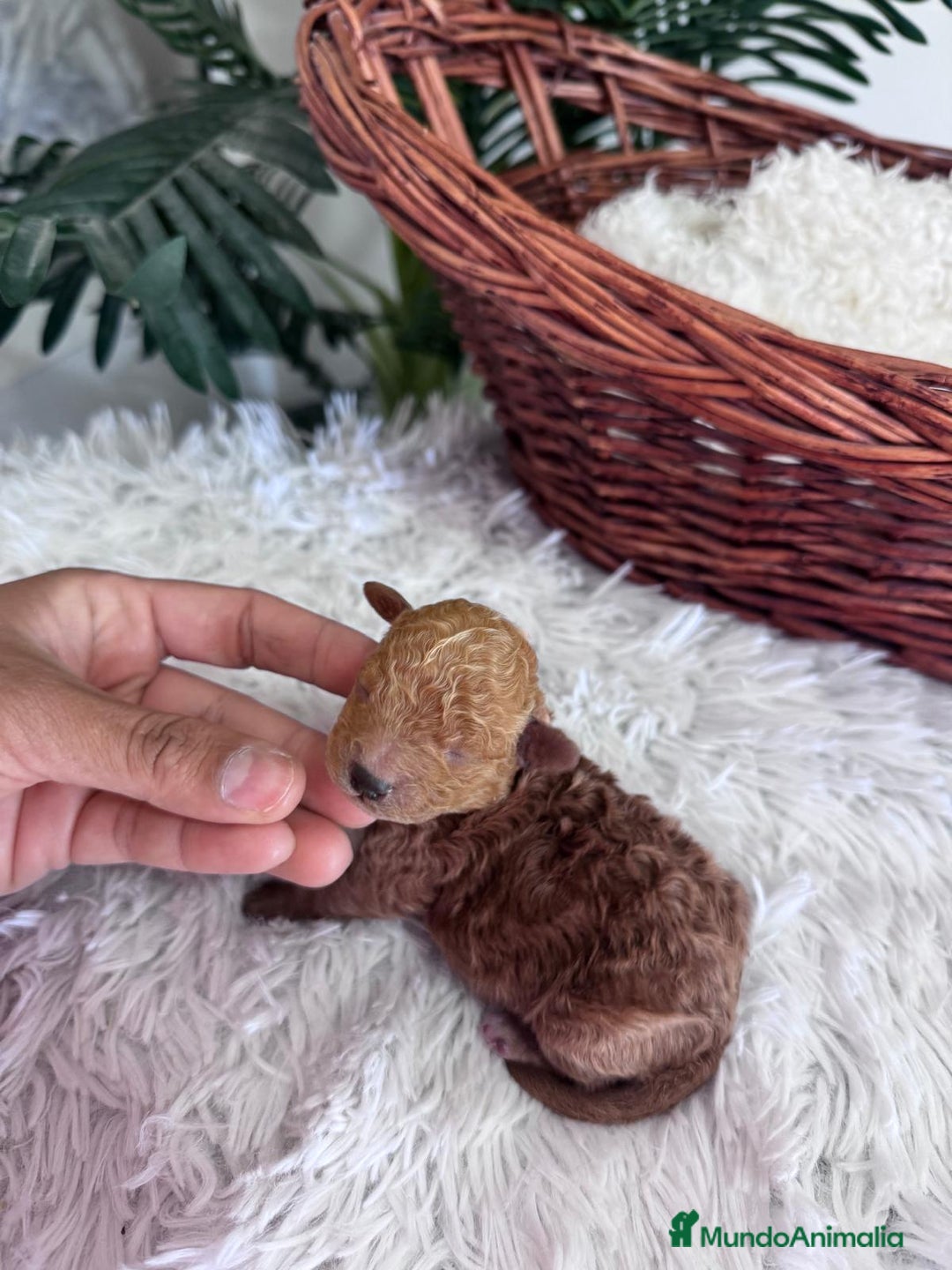 Caniche Toy perros en venta: CANICHE TOY MACHO - Imagen 7