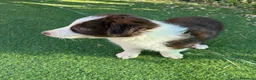 Border Collie perros en adopcion: Border collie - Anuncio 9