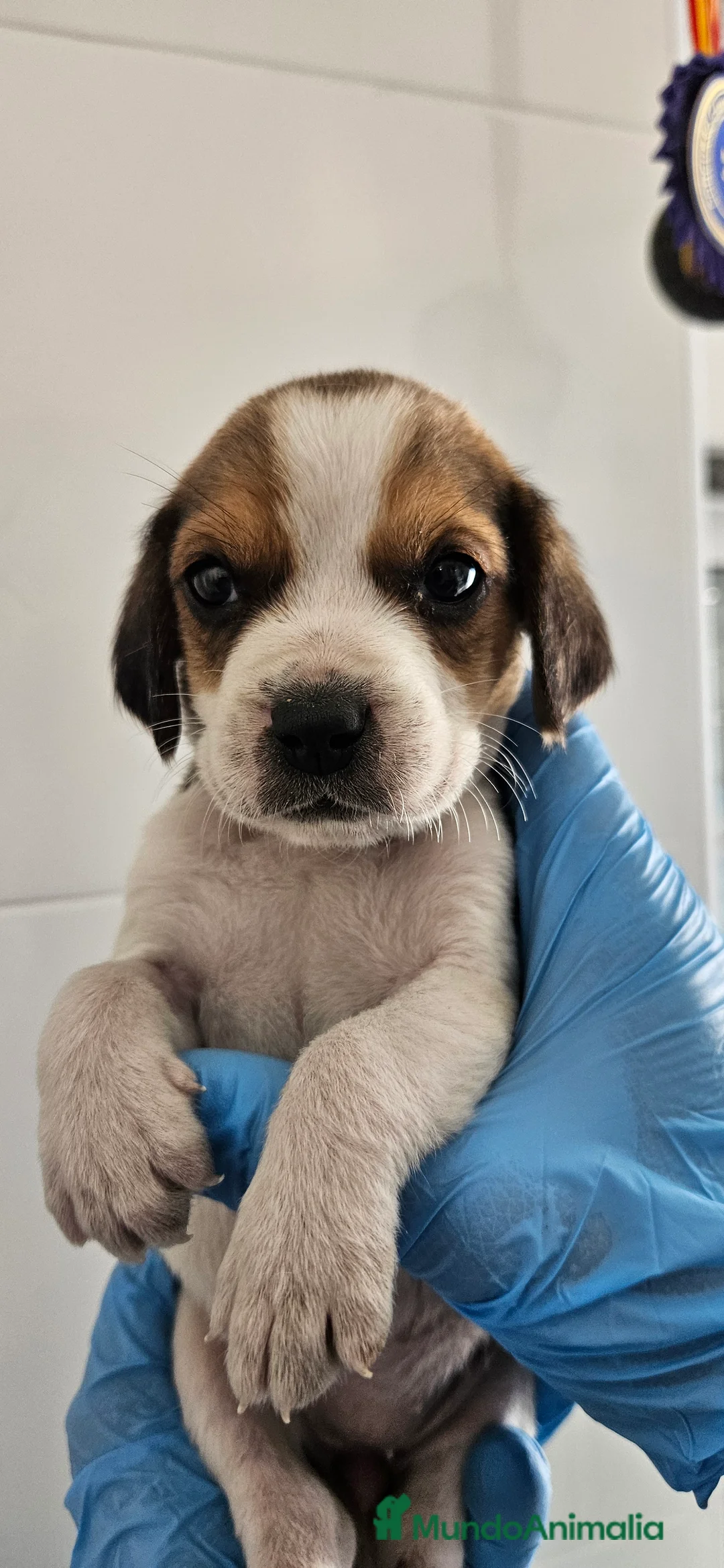 Beagle perros en venta: Beagle en jerez - Anuncio 2