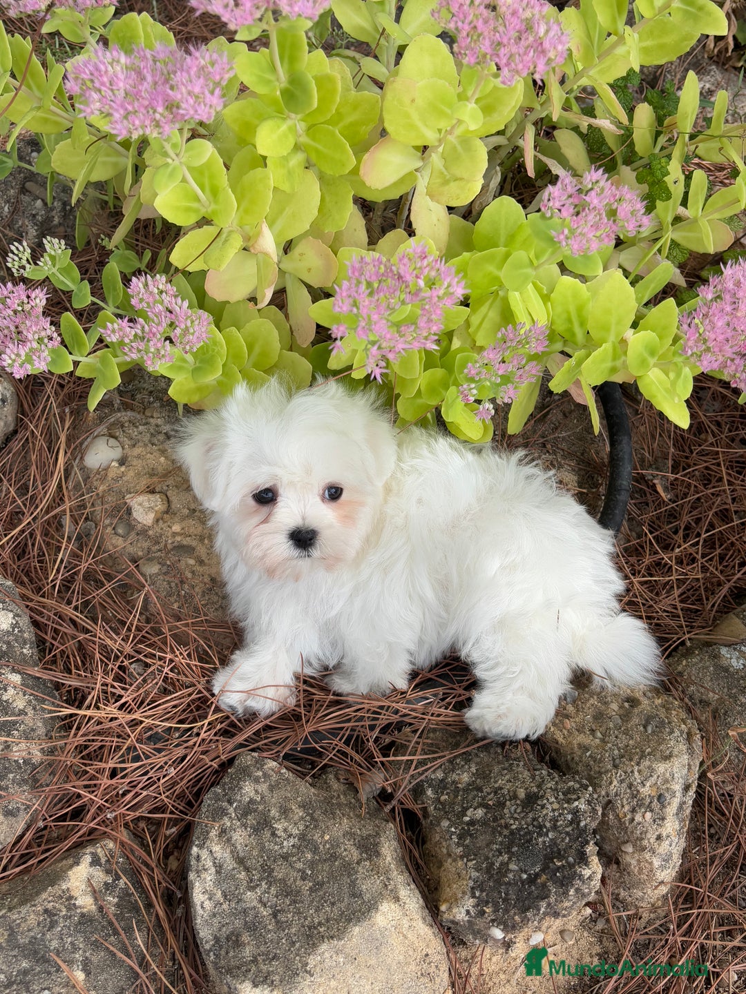 Bichón Maltés perros en venta: Bichon Maltés Toy macho y hembra  - Imagen 7