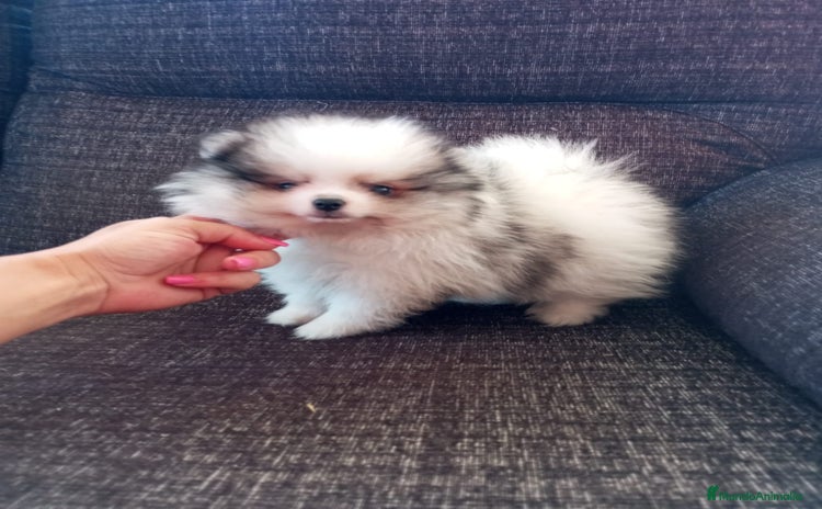 Pomerania perros - Anuncio 7