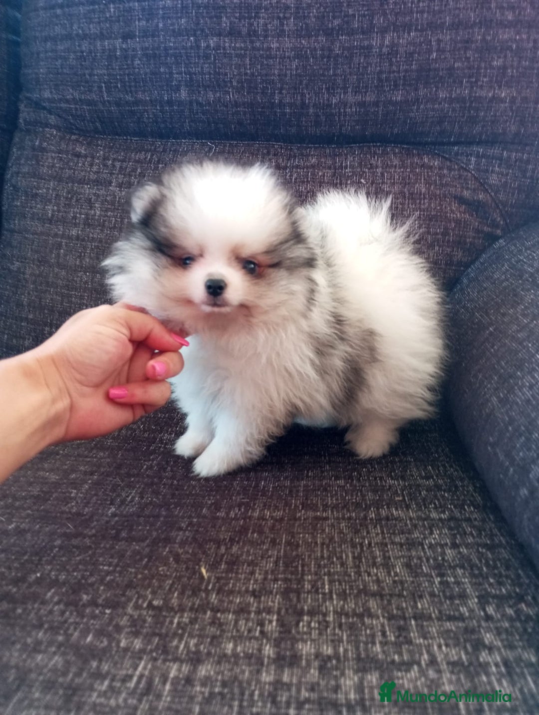Pomerania perros en venta: Pomerania de Lulú - Imagen 1