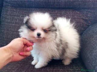 Pomerania perros - Anuncio 9