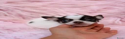 Chihuahua perros en venta: Hembra chihuahua 🐾 - Anuncio 5