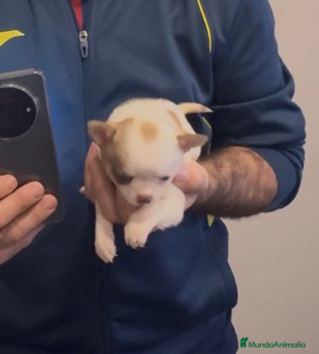 Chihuahua perros en venta: Chihuahua toy rusa - Anuncio 2